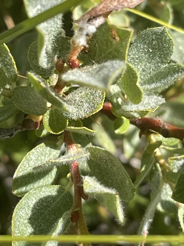 iNaturalist observation photo of Sierra willow