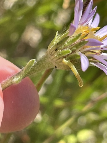 iNaturalist observation photo of Tundra Aster