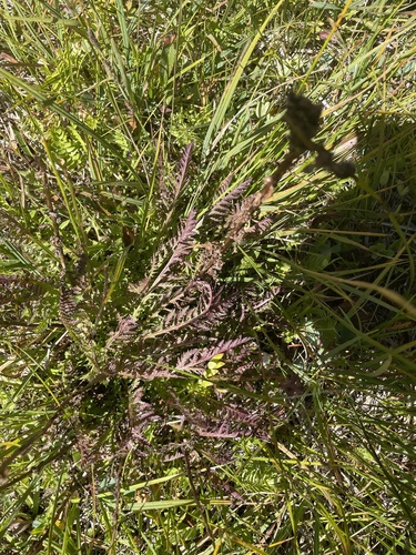 iNaturalist observation photo of Elephant's-Head lousewort