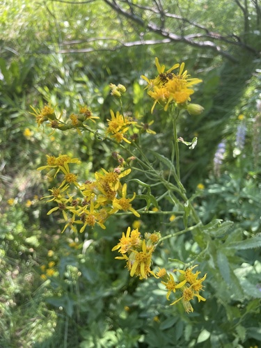 iNaturalist observation photo of Arrowleaf Senecio