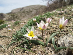 Tulipa biflora