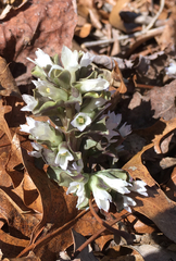 Obolaria virginica