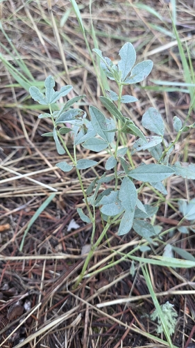 Thermopsis rhombifolia, photograph 4