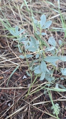 Thermopsis rhombifolia, photograph author not stated, no rights reserved