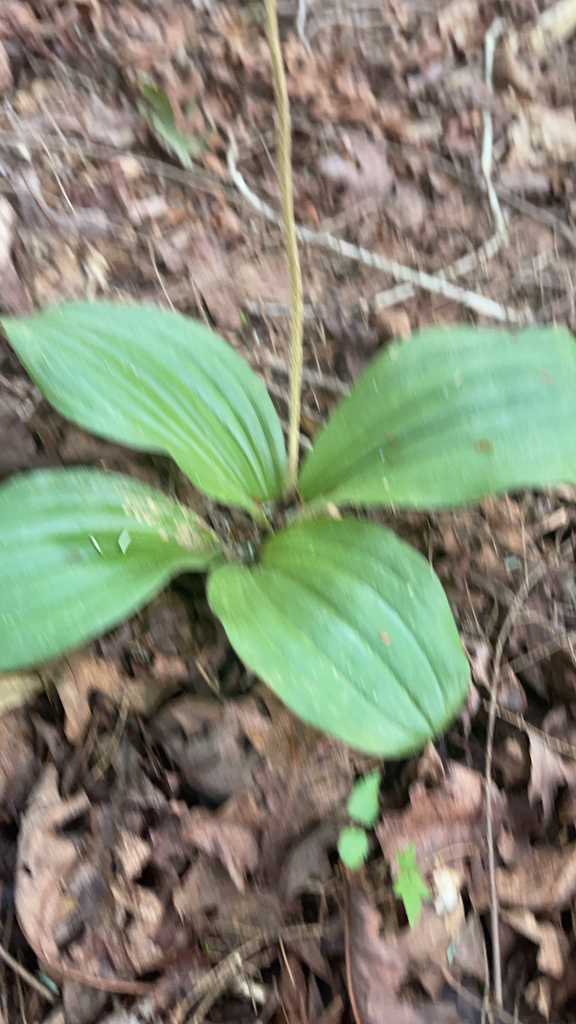 Post-bloom Pink lady's slipper leaves low in a hemlock-deciduous forest floor