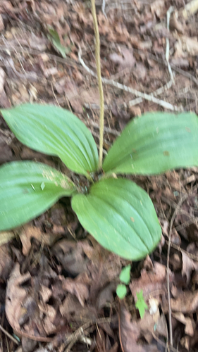 Post-bloom Pink Lady's Slipper leaves on the forest floor