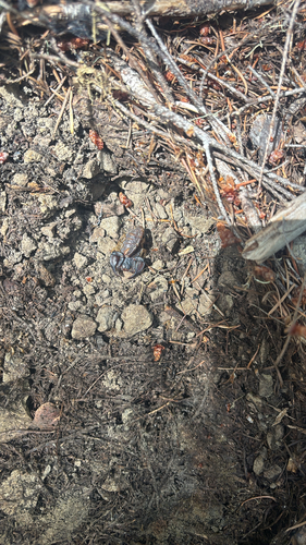 iNaturalist observation photo of Western Forest Scorpion