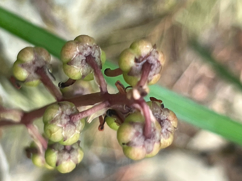 iNaturalist observation photo of Leafless wintergreen