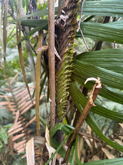 Calamus moti