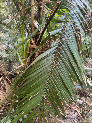 Calamus moti, photograph 3