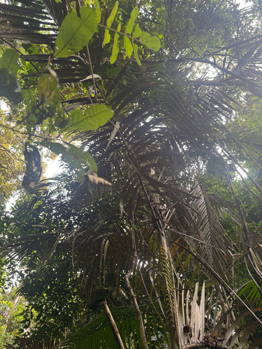 Calamus moti, photograph 2