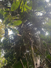 Calamus moti, photograph (c) Ian Dickie, some rights reserved (CC BY)