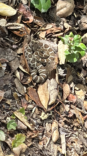 Northern Pacific Rattlesnake seen in Sonoma Valley