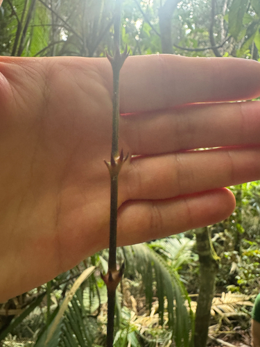 Calamus moti, photograph 4