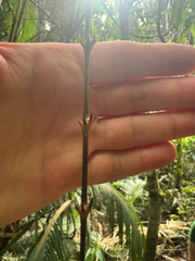 Calamus moti, photograph (c) Ian Dickie, some rights reserved (CC BY)