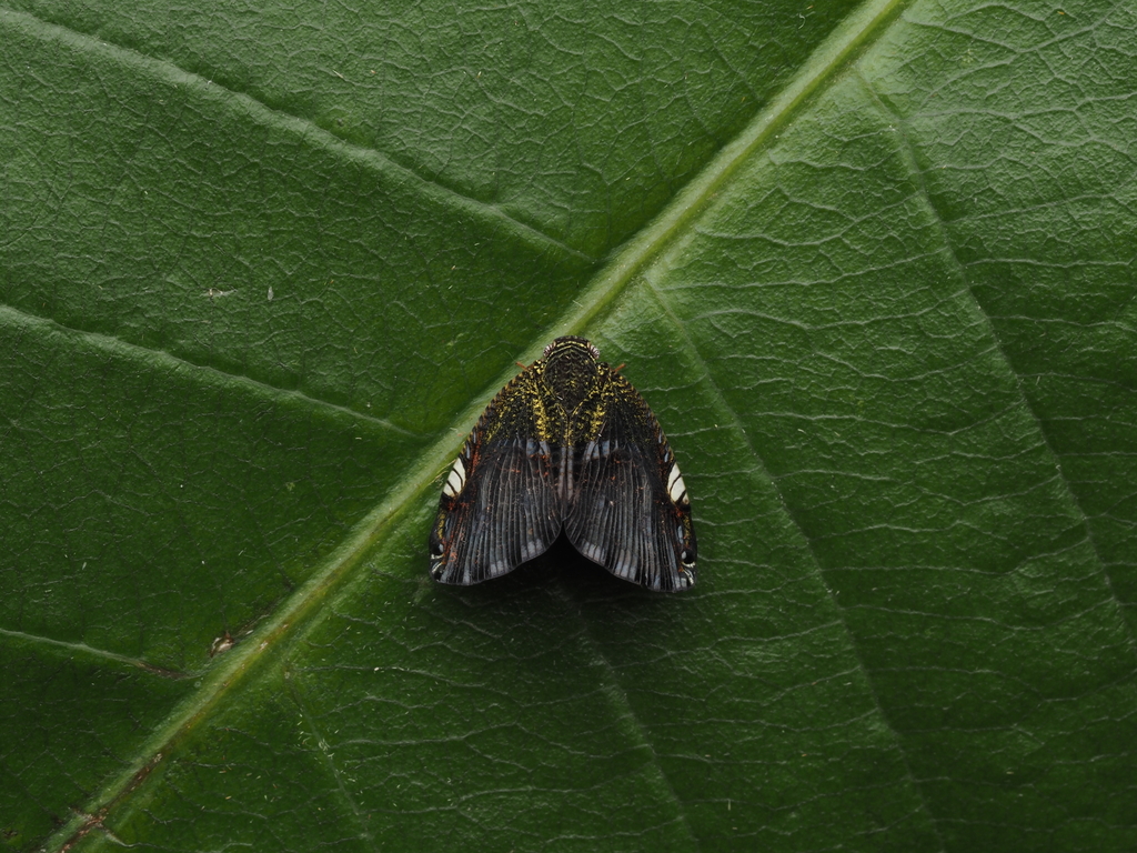 Ricanula fujianensis
