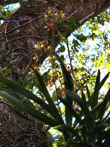 Encyclia patens