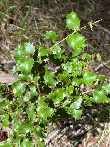 iNaturalist observation photo of canyon live oak