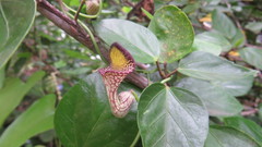 Aristolochia triangularis