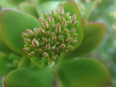 Crassula ovata