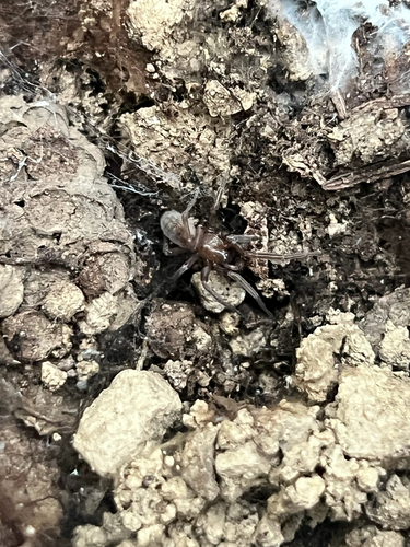 iNaturalist observation photo of Meshweavers and Allies