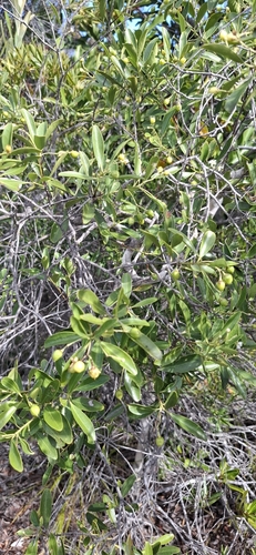 Denhamia fournieri observed 2026-07-12