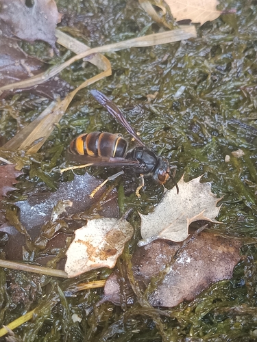 Yellow-legged Hornet