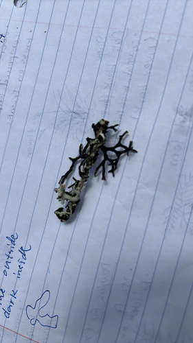 iNaturalist observation photo of Imshaug's Tube Lichen