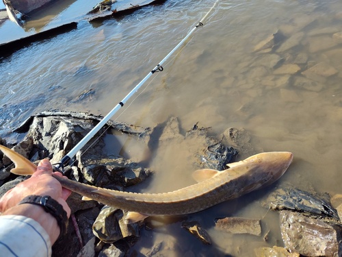 Sand Sturgeon (Scaphirhynchus platorynchus) — Acipenseridae — 5