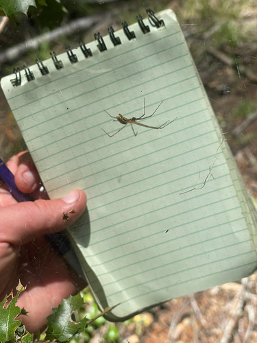 iNaturalist observation photo of Neriene