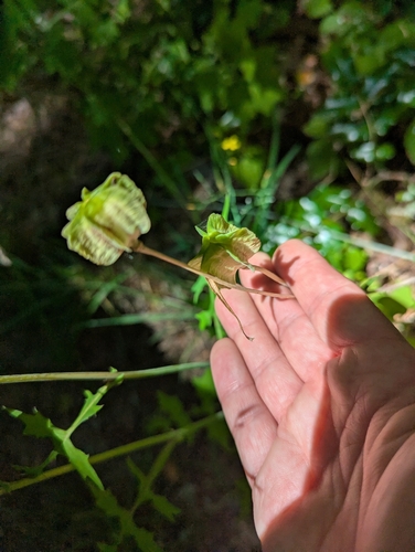Fritillaria affinis, photograph 5