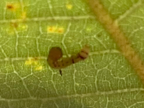 iNaturalist observation photo of Sisters