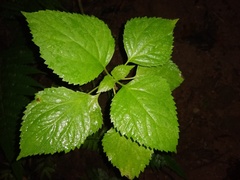 Angiospermae