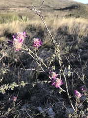 Dalea pulchra