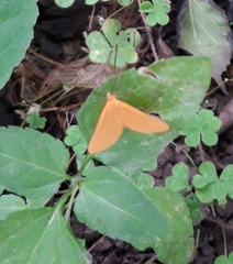 Lepidoptera