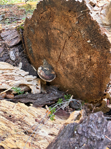 iNaturalist observation photo of Ochre-banded Conk