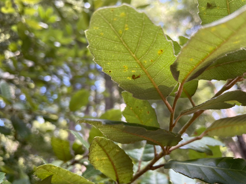 iNaturalist observation photo of Tanoak