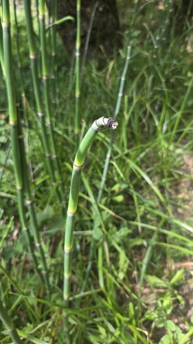 iNaturalist observation photo of horsetails
