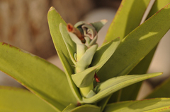 Crassula perfoliata