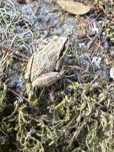 iNaturalist observation photo of Pacific chorus frog