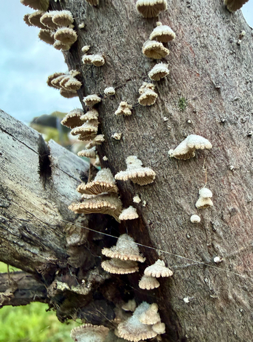 splitgill mushroom