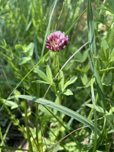 iNaturalist observation photo of springbank clover