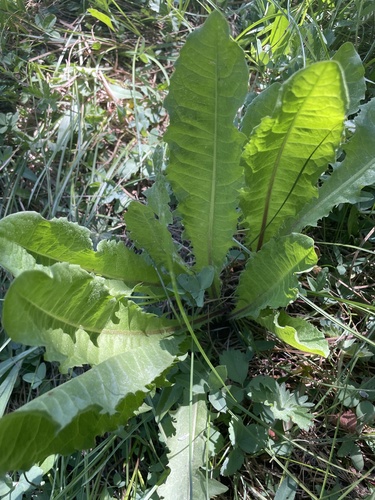 iNaturalist observation photo of common dandelion