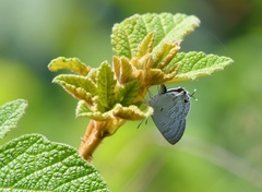 Sinthusa chandrana