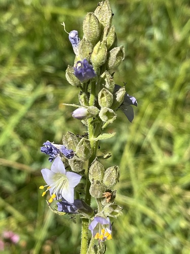 iNaturalist observation photo of western Jacob's ladder