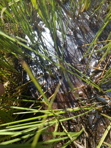 iNaturalist observation photo of Leptothrix