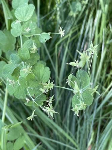 iNaturalist observation photo of Fewflower Meadow-rue