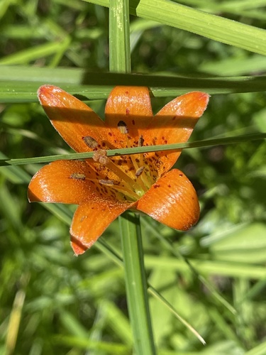 iNaturalist observation photo of Sierra Tiger Lily