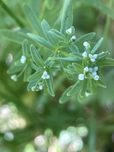 iNaturalist observation photo of three-petal bedstraw