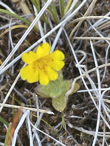 iNaturalist observation photo of primrose monkeyflower